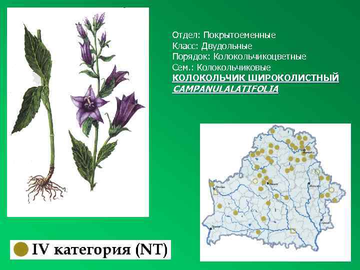 Отдел: Покрытоеменные Класс: Двудольные Порядок: Колокольчикоцветные Сем. : Колокольчиковые КОЛОКОЛЬЧИК ШИРОКОЛИСТНЫЙ CAMPANULALATIFOLIA 