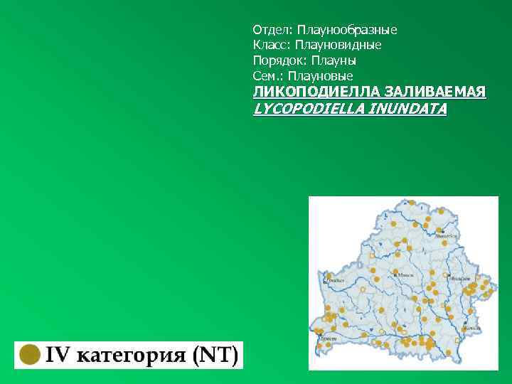 Отдел: Плаунообразные Класс: Плауновидные Порядок: Плауны Сем. : Плауновые ЛИКОПОДИЕЛЛА ЗАЛИВАЕМАЯ LYCOPODIELLA INUNDATA 