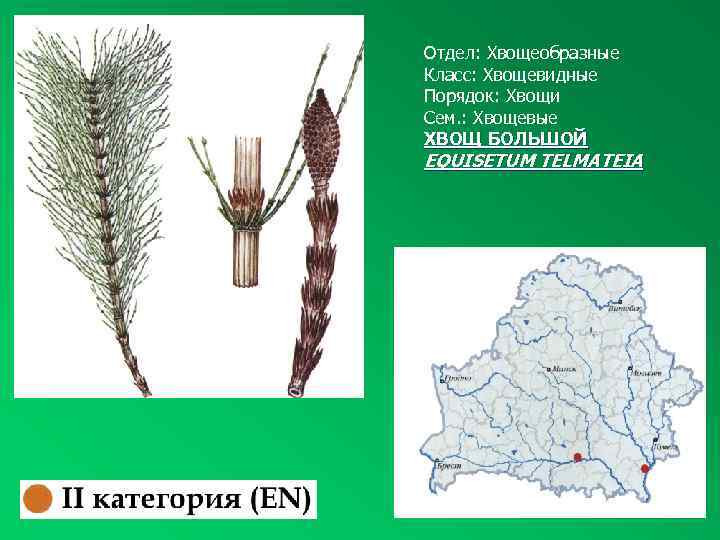 Отдел: Хвощеобразные Класс: Хвощевидные Порядок: Хвощи Сем. : Хвощевые ХВОЩ БОЛЬШОЙ EQUISETUM TELMATEIA 