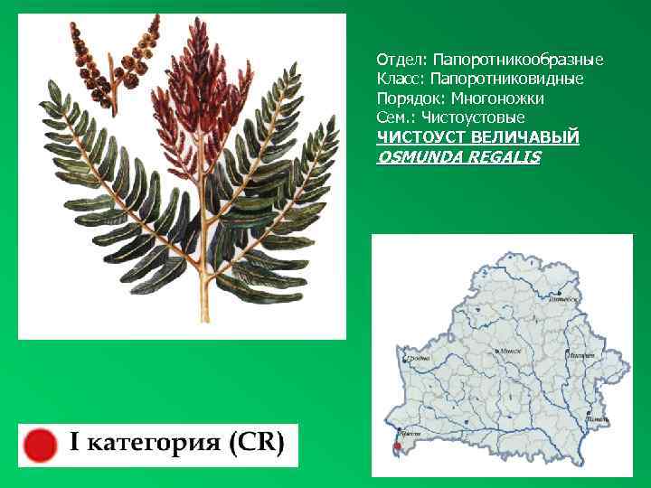 Отдел: Папоротникообразные Класс: Папоротниковидные Порядок: Многоножки Сем. : Чистоустовые ЧИСТОУСТ ВЕЛИЧАВЫЙ OSMUNDA REGALIS 