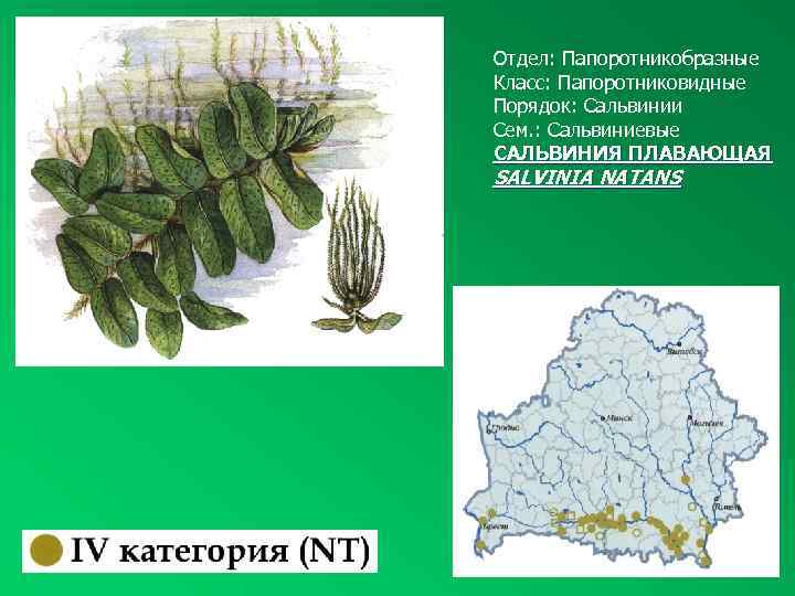 Отдел: Папоротникобразные Класс: Папоротниковидные Порядок: Сальвинии Сем. : Сальвиниевые САЛЬВИНИЯ ПЛАВАЮЩАЯ SALVINIA NATANS 