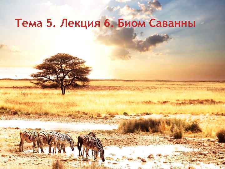 Тема 5. Лекция 6. Биом Саванны 