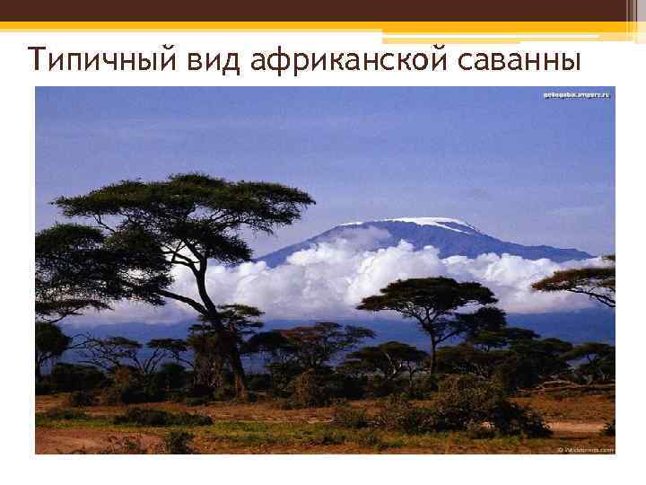 Типичный вид африканской саванны 