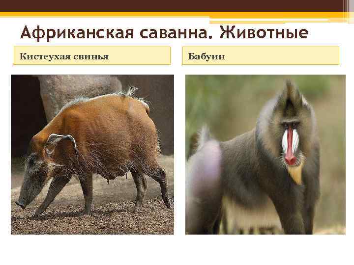 Африканская саванна. Животные Кистеухая свинья Бабуин 