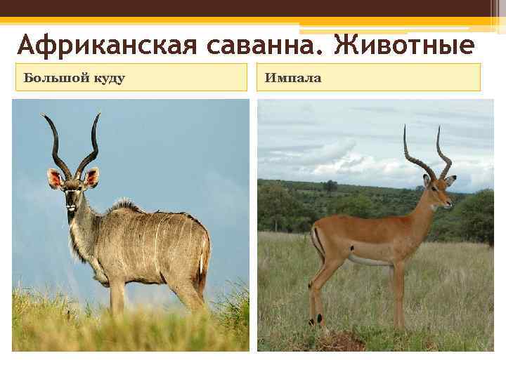 Африканская саванна. Животные Большой куду Импала 