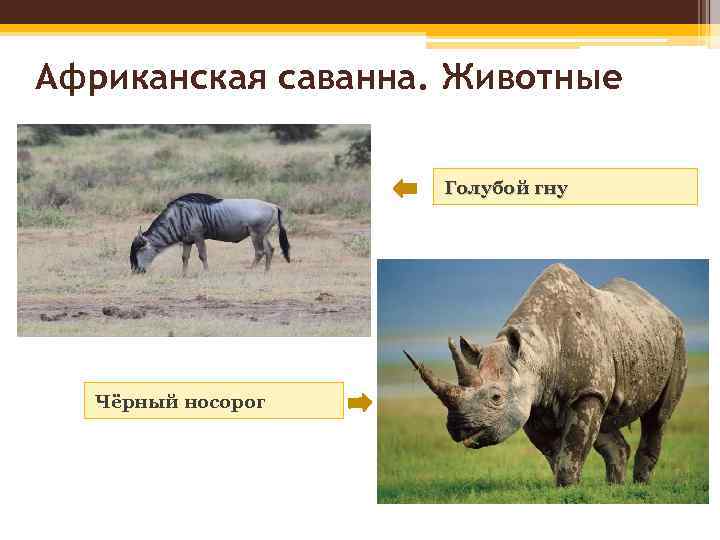 Африканская саванна. Животные Голубой гну Чёрный носорог 