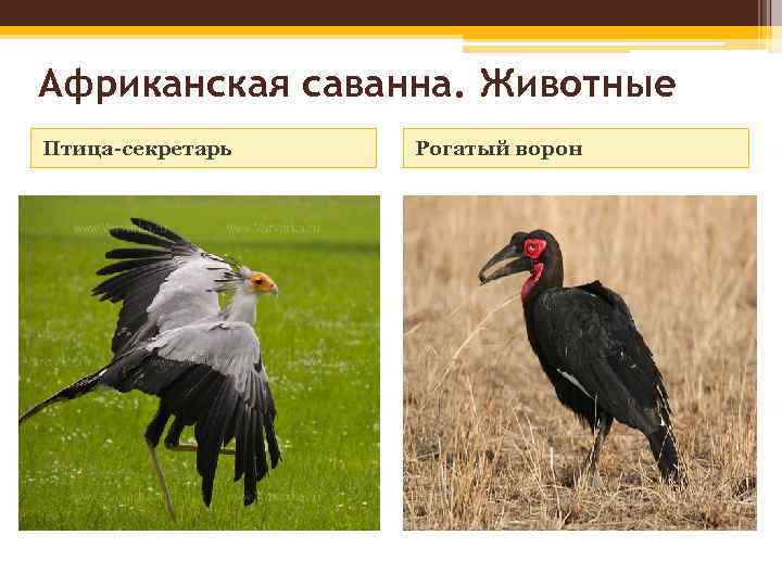 Африканская саванна. Животные Птица-секретарь Рогатый ворон 
