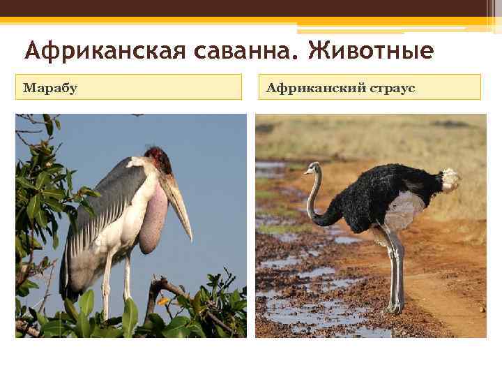 Африканская саванна. Животные Марабу Африканский страус 