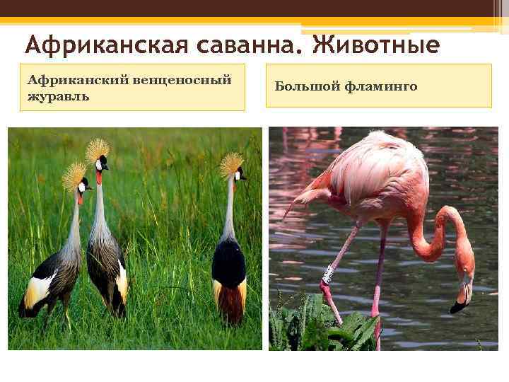 Африканская саванна. Животные Африканский венценосный журавль Большой фламинго 