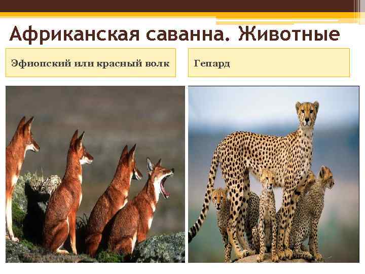 Животный центр