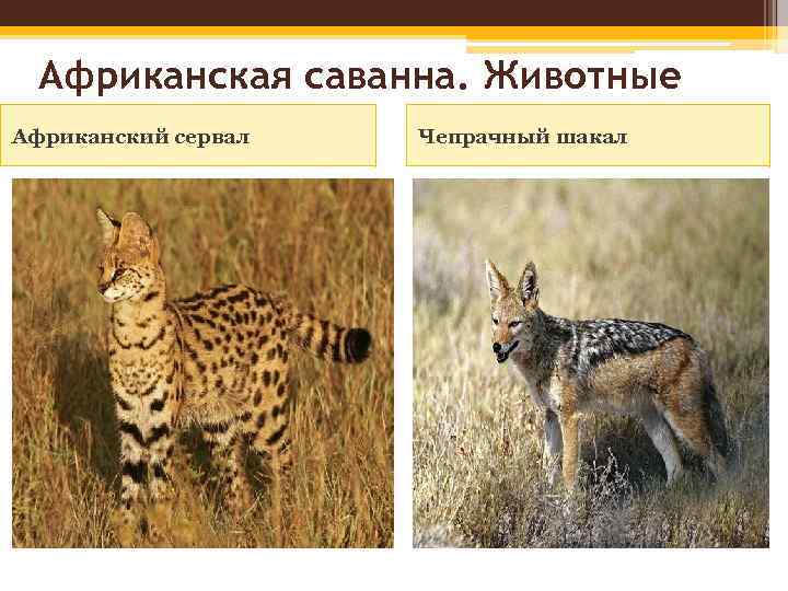 Африканская саванна. Животные Африканский сервал Чепрачный шакал 