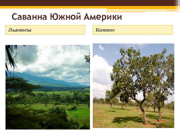 Саванна Южной Америки Льяносы Кампос 
