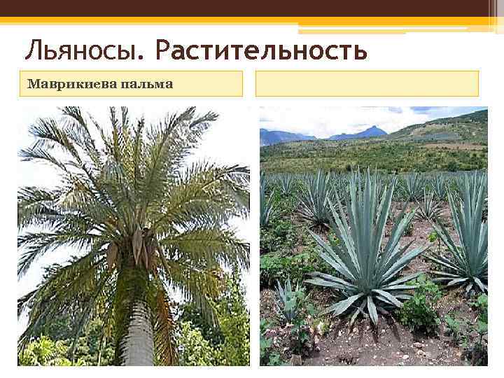 Льяносы. Растительность Mаврикиева пальма 