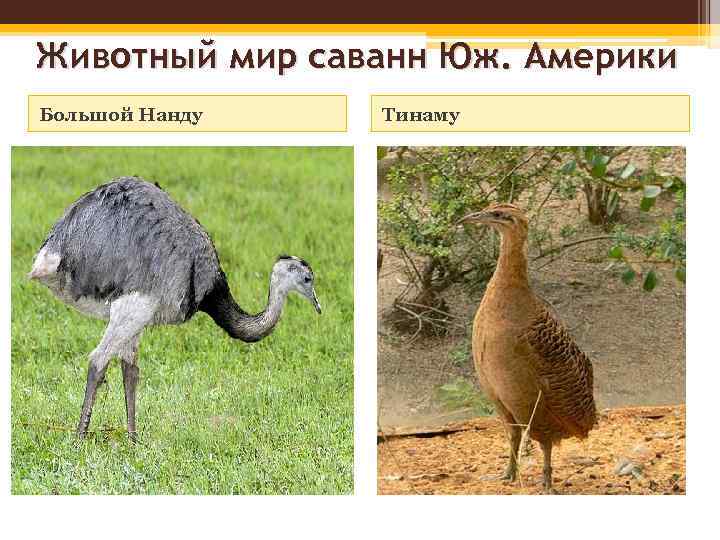 Животный мир саванн Юж. Америки Большой Нанду Тинаму 