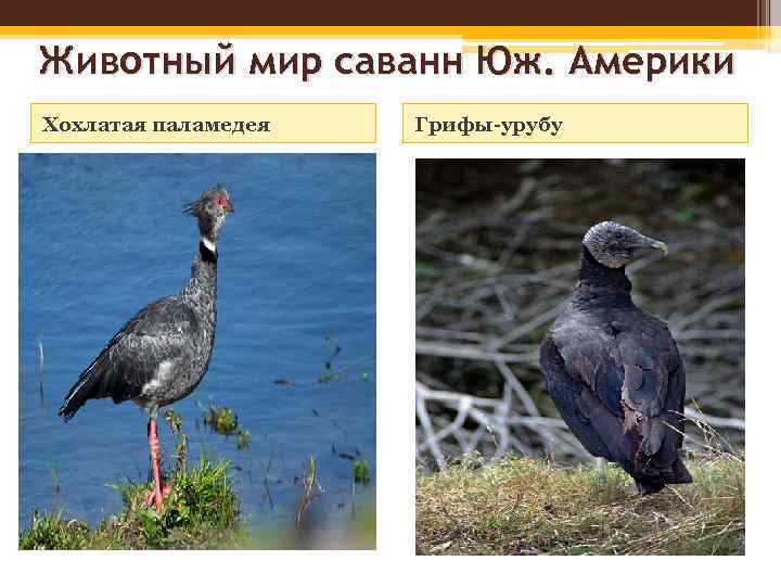 Животный мир саванн Юж. Америки Хохлатая паламедея Грифы-урубу 