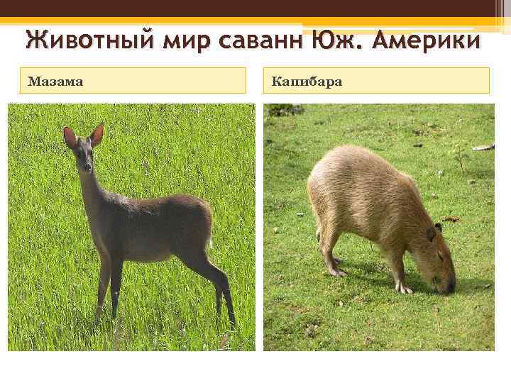 Животный мир саванн Юж. Америки Мазама Капибара 