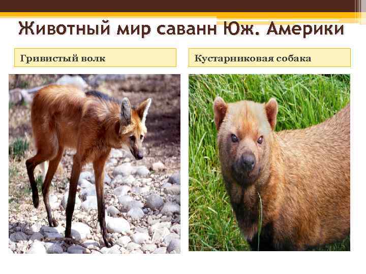 Животный мир саванн Юж. Америки Гривистый волк Кустарниковая собака 