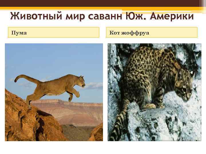 Животный мир саванн Юж. Америки Пума Кот жоффруа 