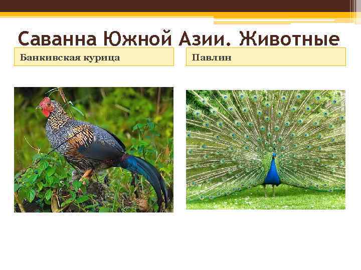 Саванна Южной Азии. Животные Банкивская курица Павлин 