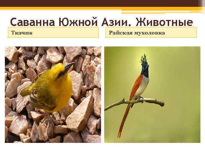 Саванна Южной Азии. Животные Ткачик Райская мухоловка 