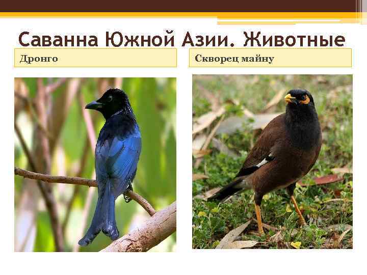 Саванна Южной Азии. Животные Дронго Скворец майну 