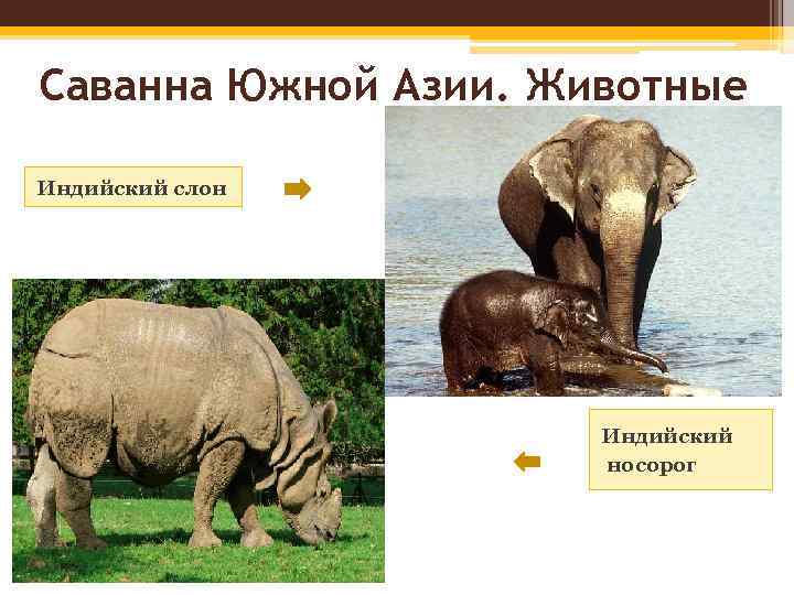 Саванна Южной Азии. Животные Индийский слон Индийский носорог 