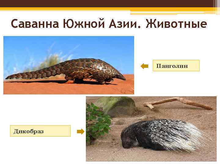 Саванна Южной Азии. Животные Панголин Дикобраз 