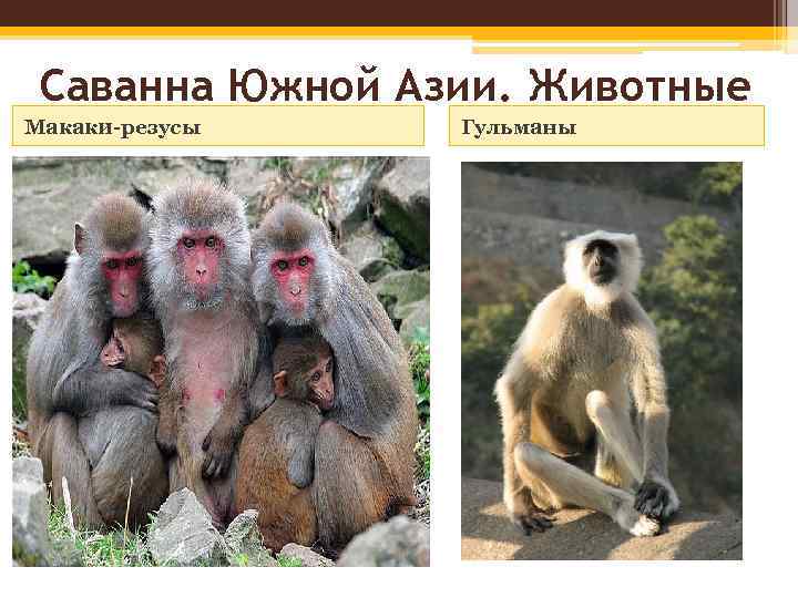 Саванна Южной Азии. Животные Макаки-резусы Гульманы 