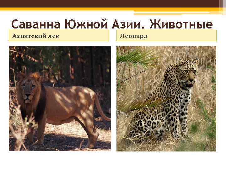 Саванна Южной Азии. Животные Азиатский лев Леопард 