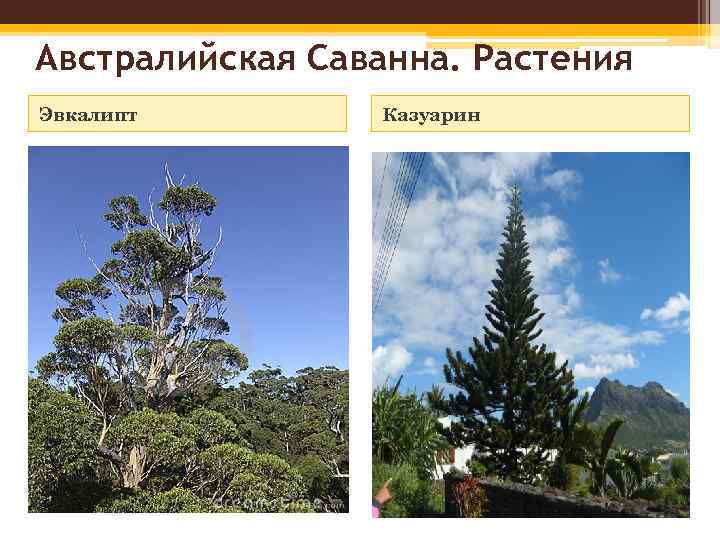 Австралийская Саванна. Растения Эвкалипт Казуарин 