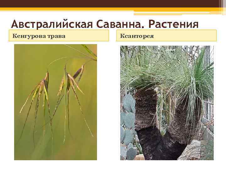 Австралийская Саванна. Растения Кенгурова трава Ксанторея 