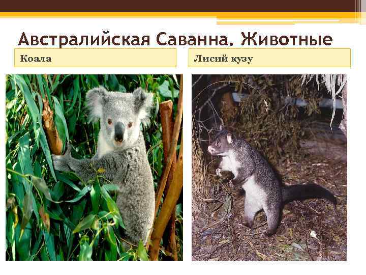 Австралийская Саванна. Животные Коала Лисий кузу 