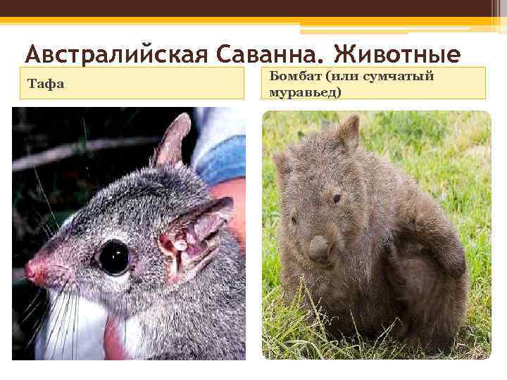 Австралийская Саванна. Животные Тафа Бомбат (или сумчатый муравьед) 