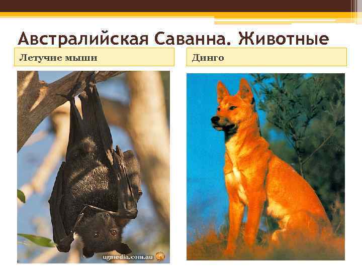 Австралийская Саванна. Животные Летучие мыши Динго 
