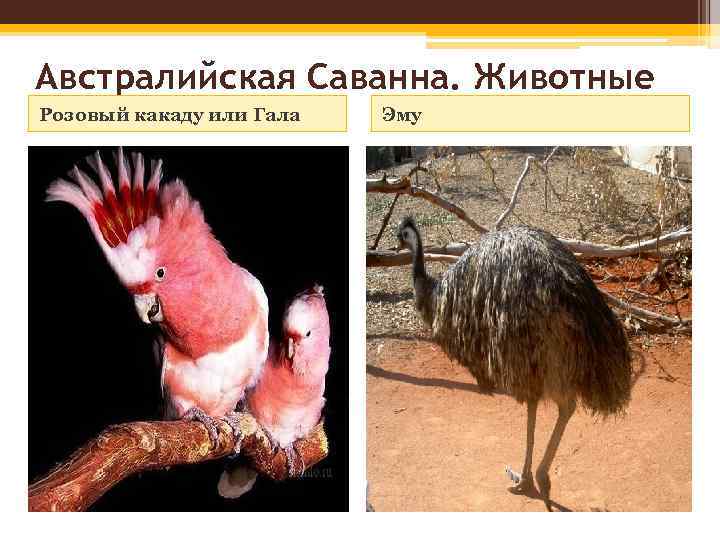 Австралийская Саванна. Животные Розовый какаду или Гала Эму 