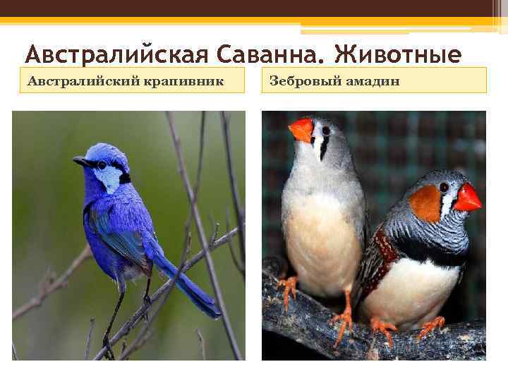 Австралийская Саванна. Животные Австралийский крапивник Зебровый амадин 