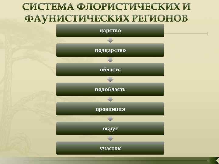 царство подцарство область подобласть провинция округ участок 