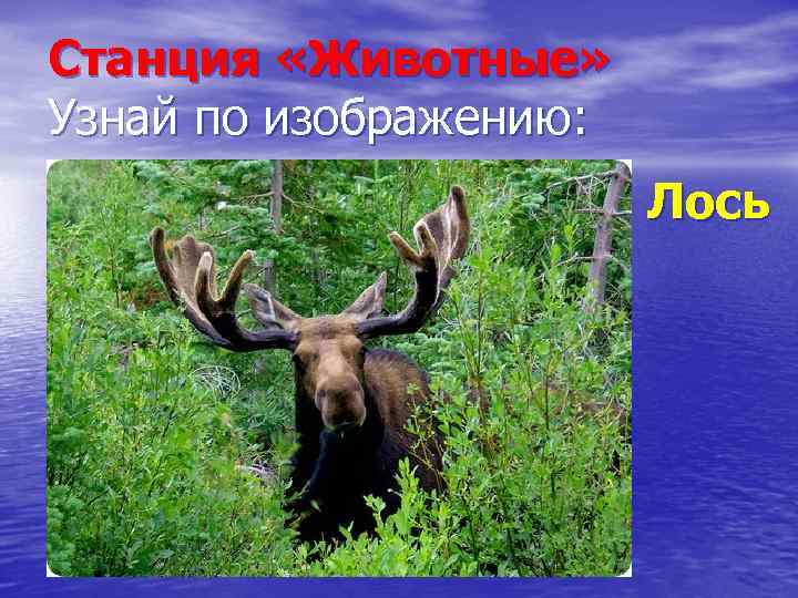 Станция «Животные» Узнай по изображению: Лось 