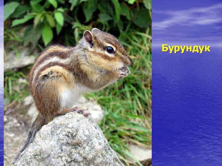 Бурундук 