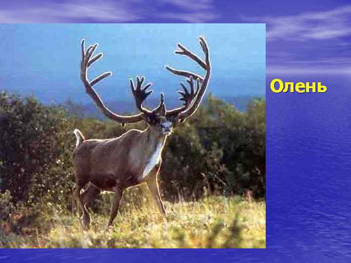 Олень 
