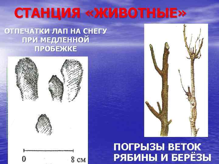 СТАНЦИЯ «ЖИВОТНЫЕ» ОТПЕЧАТКИ ЛАП НА СНЕГУ ПРИ МЕДЛЕННОЙ ПРОБЕЖКЕ ПОГРЫЗЫ ВЕТОК РЯБИНЫ И БЕРЁЗЫ