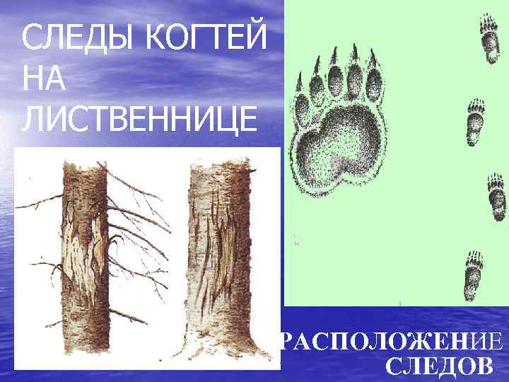 СЛЕДЫ КОГТЕЙ НА ЛИСТВЕННИЦЕ РАСПОЛОЖЕНИЕ СЛЕДОВ 