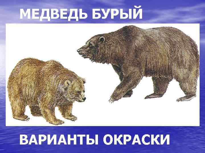МЕДВЕДЬ БУРЫЙ ВАРИАНТЫ ОКРАСКИ 
