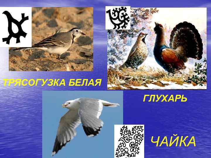 ТРЯСОГУЗКА БЕЛАЯ ГЛУХАРЬ ЧАЙКА 