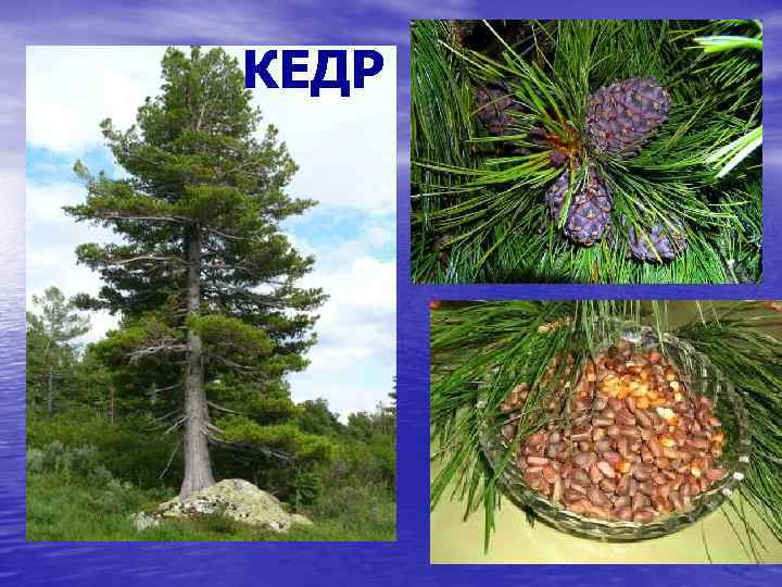 КЕДР 