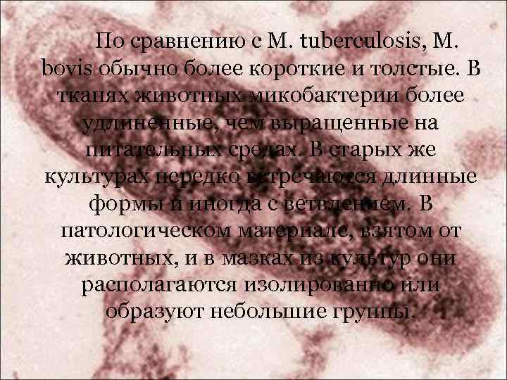 По сравнению с М. tuberculosis, М. bovis обычно более короткие и толстые. В тканях