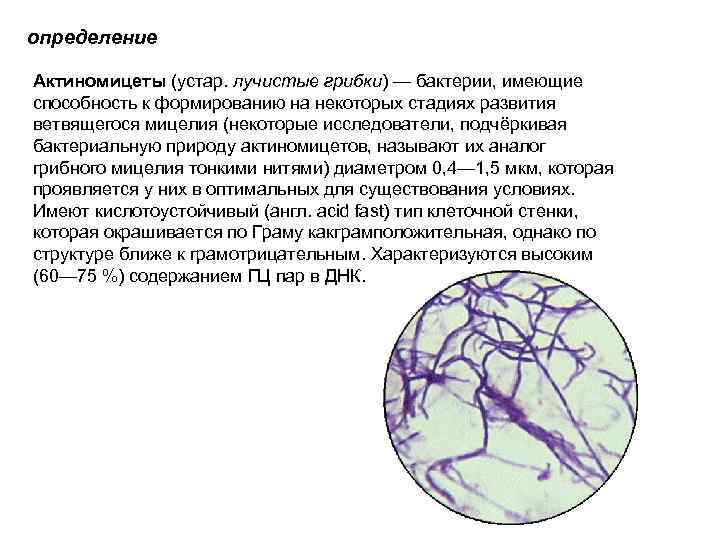 определение Актиномицеты (устар. лучистые грибки) — бактерии, имеющие способность к формированию на некоторых стадиях