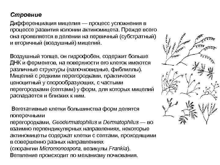 Строение Дифференциация мицелия — процесс усложнения в процессе развития колонии актиномицета. Прежде всего она