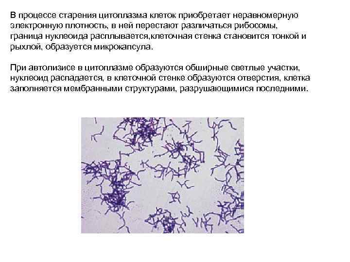 В процессе старения цитоплазма клеток приобретает неравномерную электронную плотность, в ней перестают различаться рибосомы,