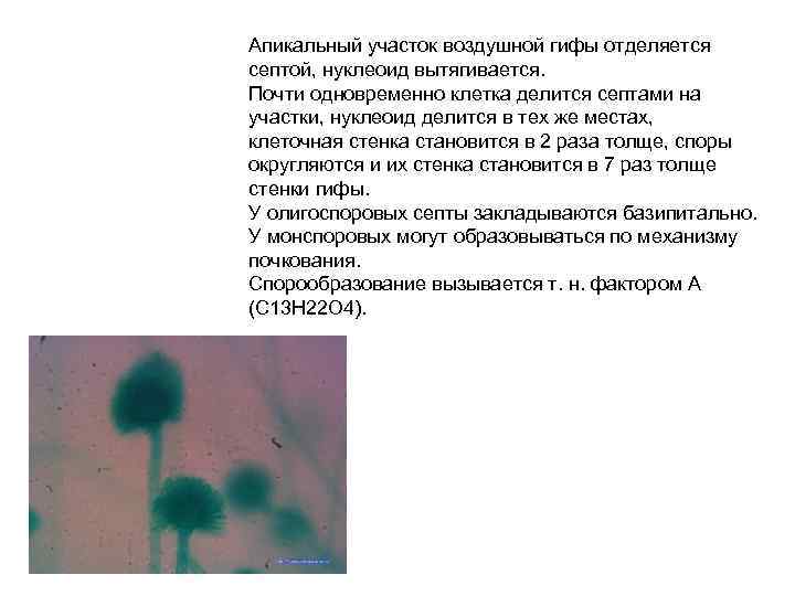 Апикальный участок воздушной гифы отделяется септой, нуклеоид вытягивается. Почти одновременно клетка делится септами на